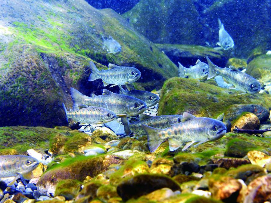 從僅剩數百尾到今日的1.8萬餘尾，臺灣櫻花鉤吻鮭成為臺灣極具代表性的復育案例